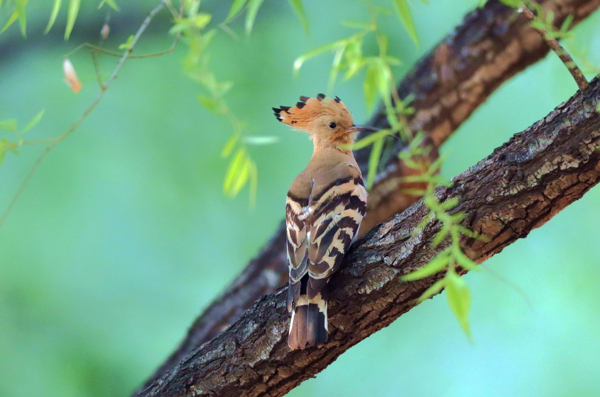 花蒲扇山和尚鸡冠鸟臭姑鸪
