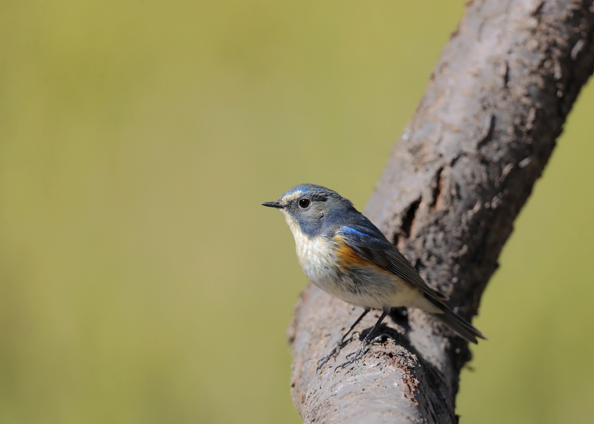 红胁蓝尾鸲公鸟 - 花家地甲一号老李 - 图虫