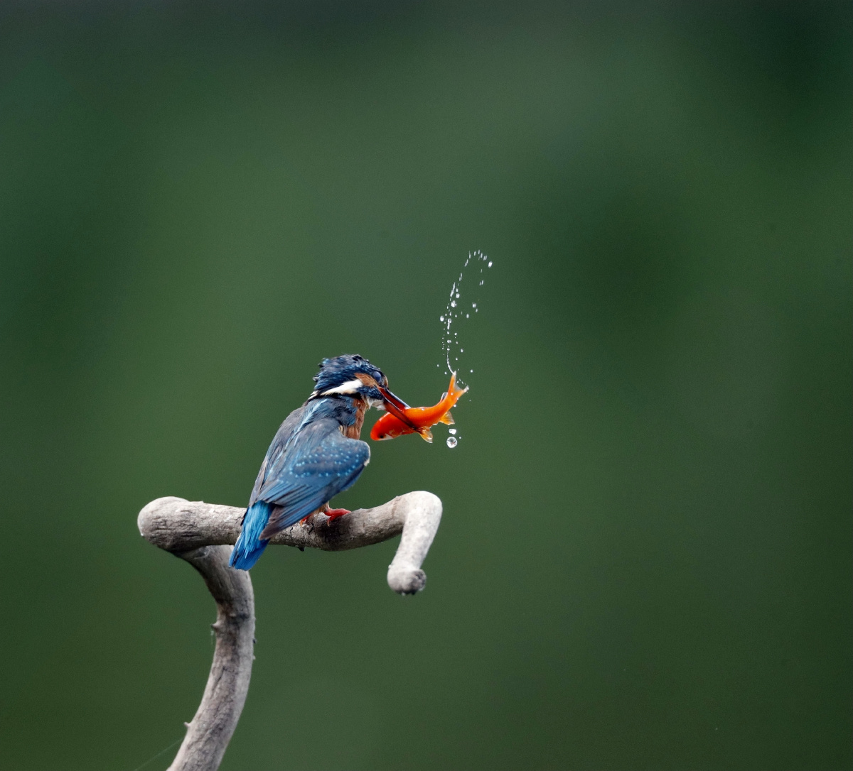 垂死挣扎的小鱼