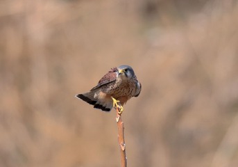 红隼