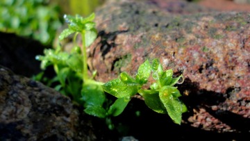DSC00827.JPG