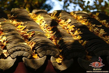 DSC00035-1.jpg