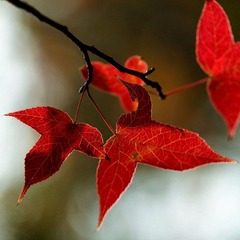 DSC00025-1.jpg