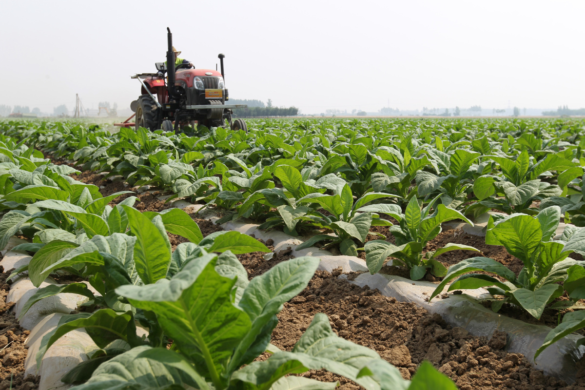 河南许昌烟叶田间管理忙