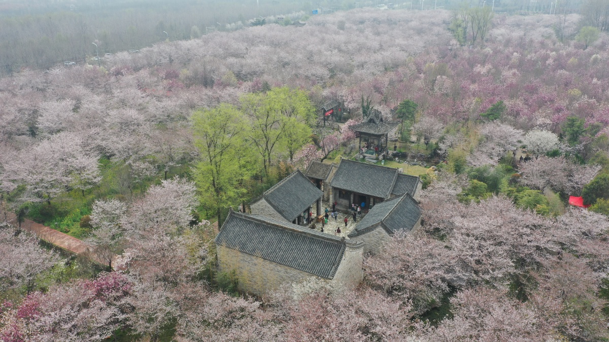 航拍河南鄢陵唐韵园林春分时节樱花缤纷醉游人