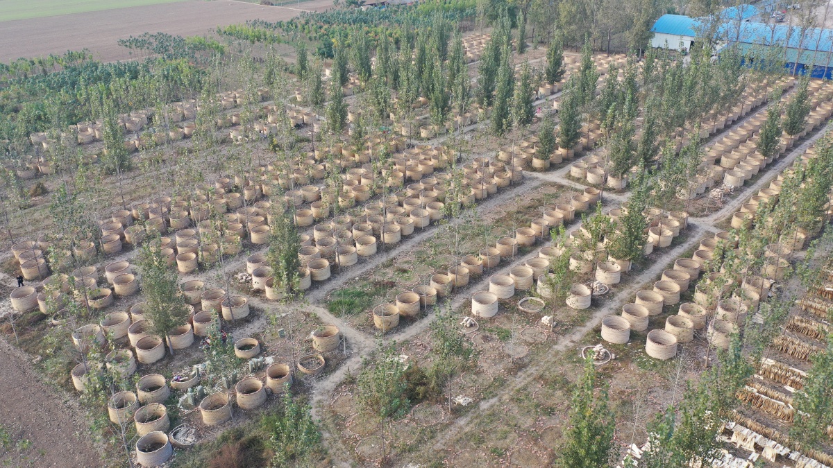 睢县绿化苗木种植基地