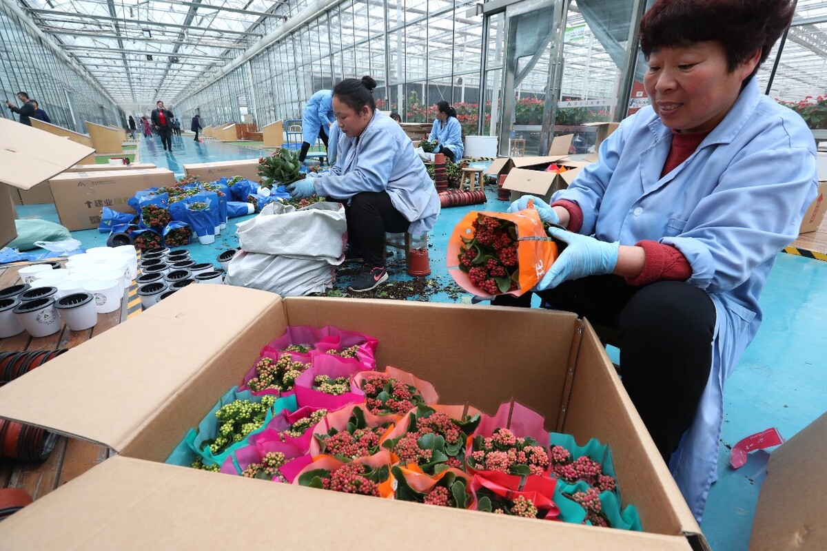 大棚养殖龙虾视频,二茬中后期小龙虾适时抢回回收上市