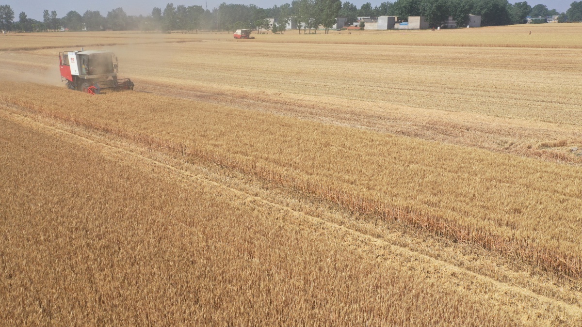 河南许昌河南省省小麦主产区的许昌市建安区小麦开镰