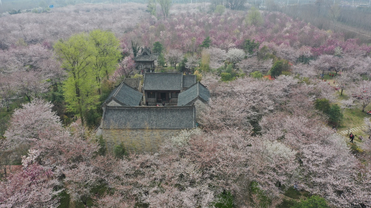 航拍河南鄢陵唐韵园林春分时节樱花缤纷醉游人