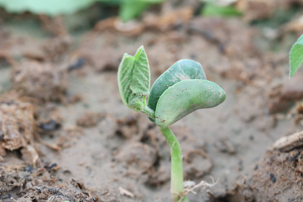看,一粒黄豆破土而出! - 小元素 - 图虫