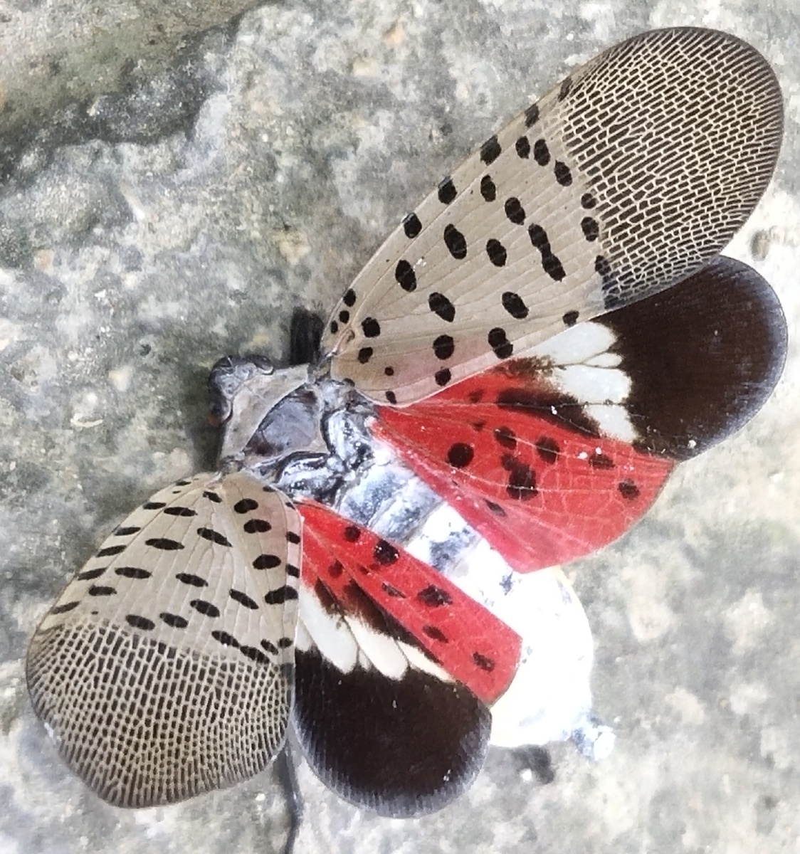 春蹦蹦大家都叫他什么