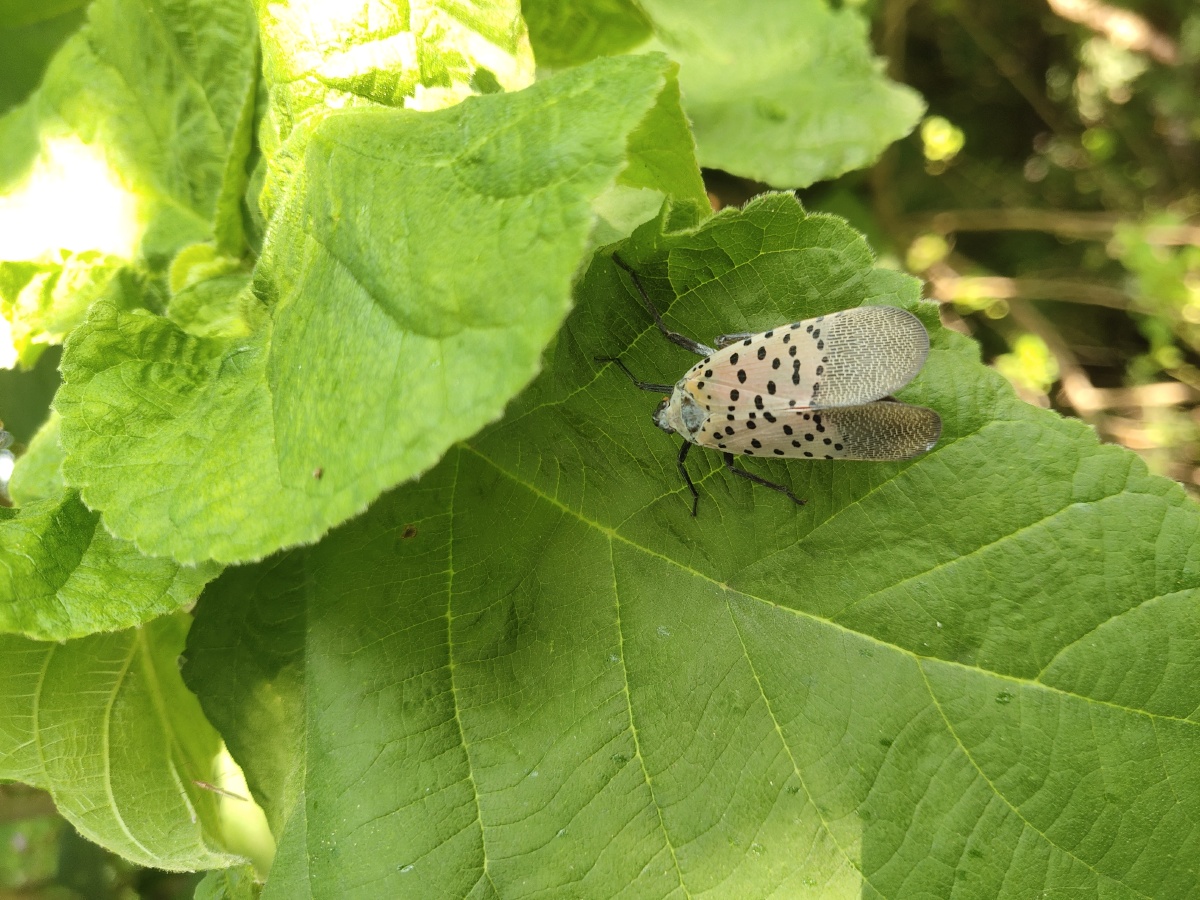 春蹦蹦大家都叫他什么