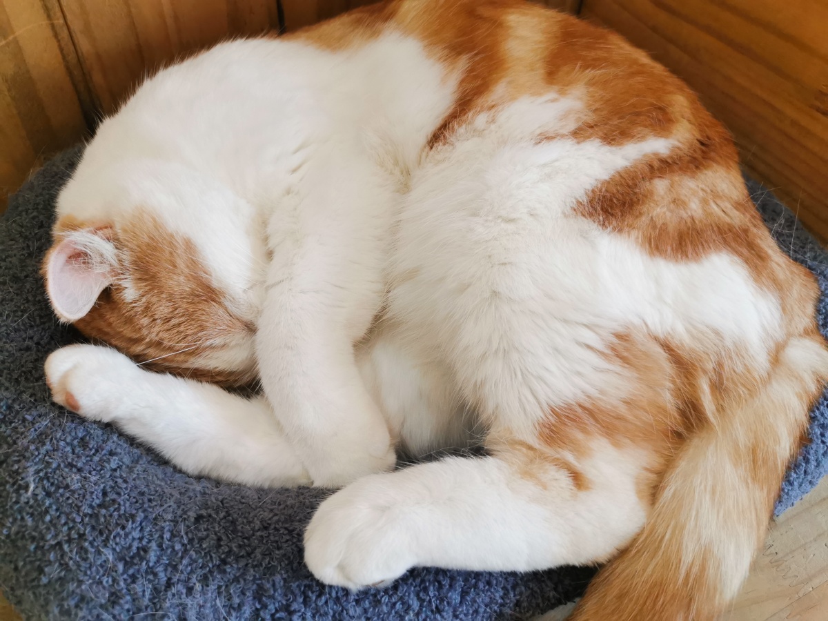 小猫咪睡觉图鉴