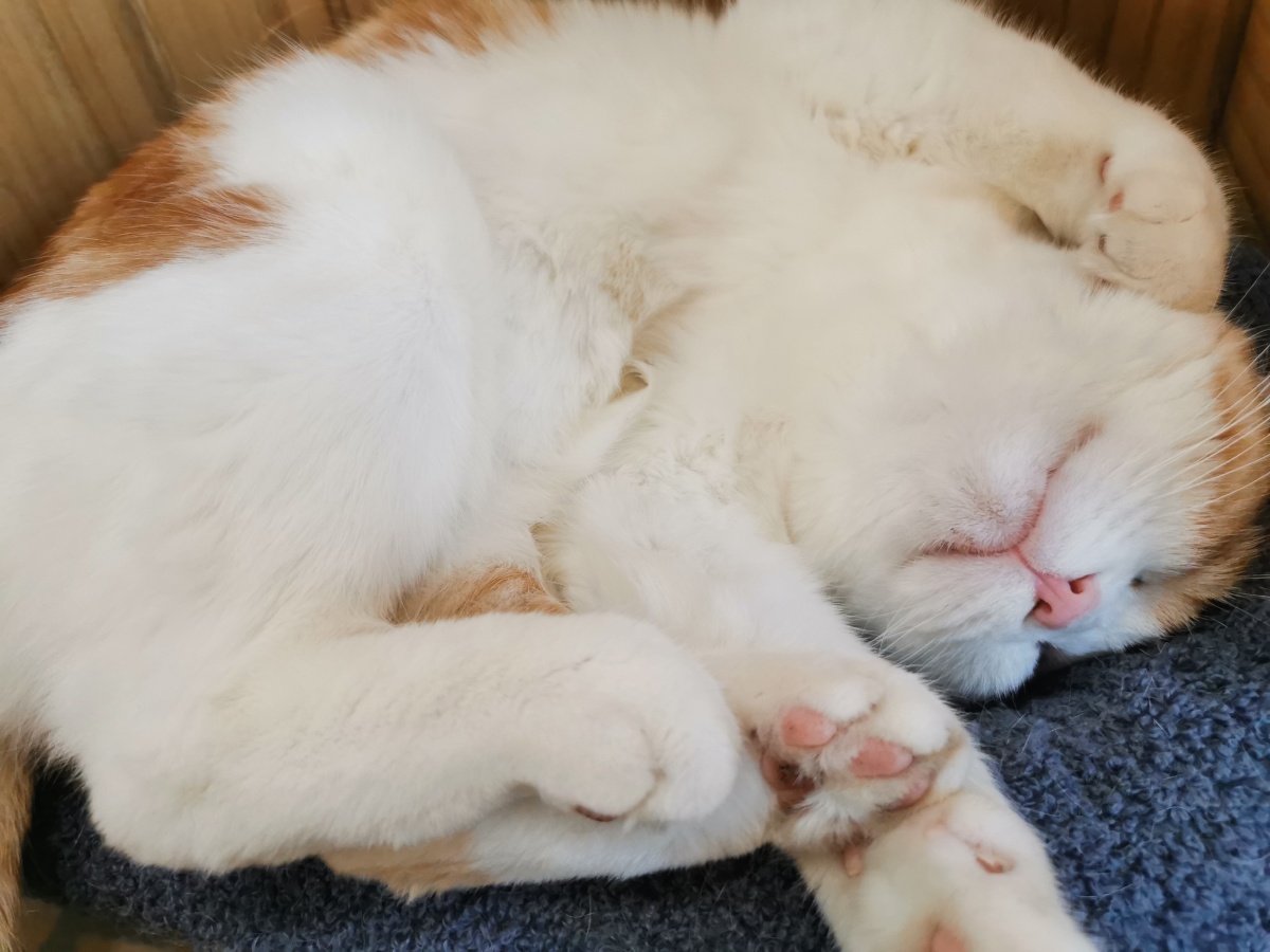 小猫咪睡觉图鉴