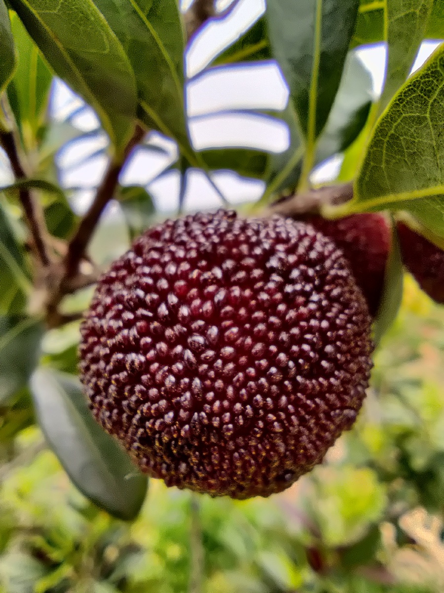 云南石屏杨梅成熟了