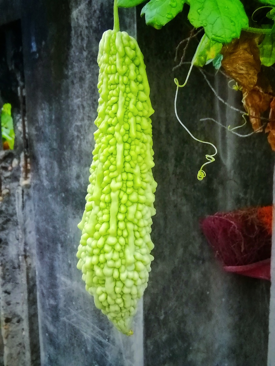 苦瓜,摄于重庆铜梁安居古城 - 风雨一叶舟摄影师 - 图虫