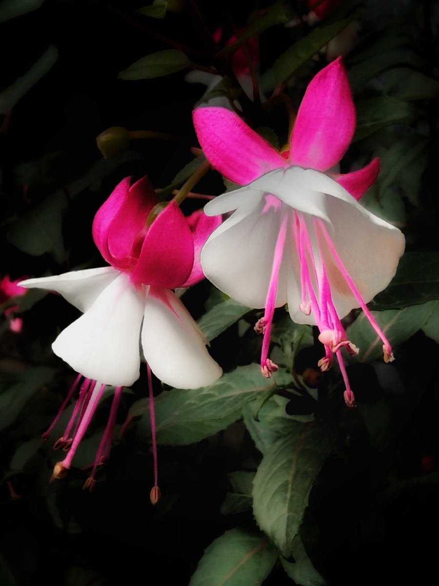 花朵近拍,摄于重庆 - 风雨一叶舟摄影师 - 图虫
