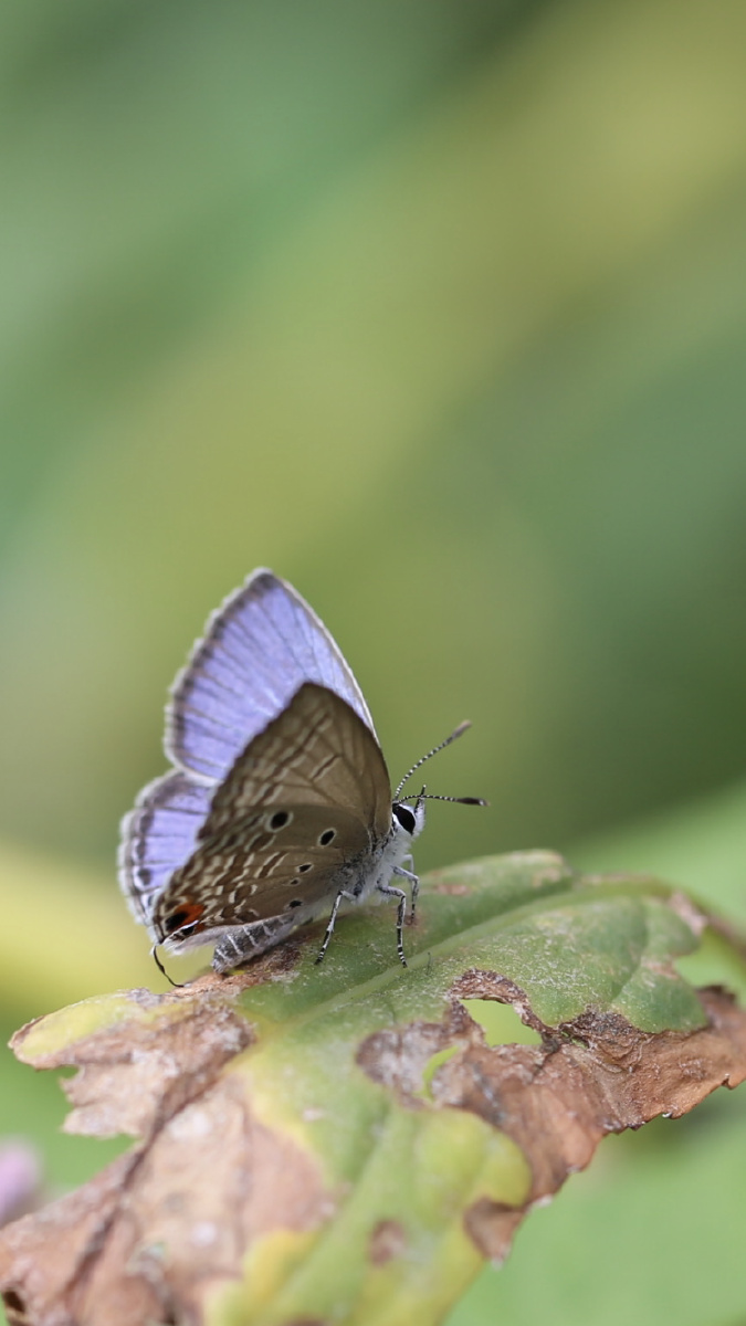 蝴蝶亮灰蝶有时停在花问不动是初学拍摄昆虫的好素材