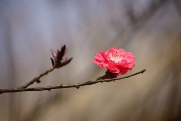 255939