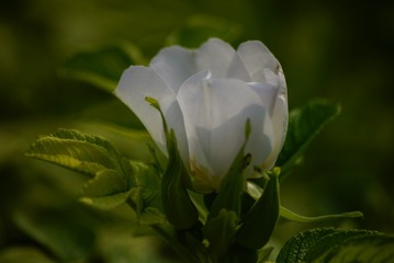135619