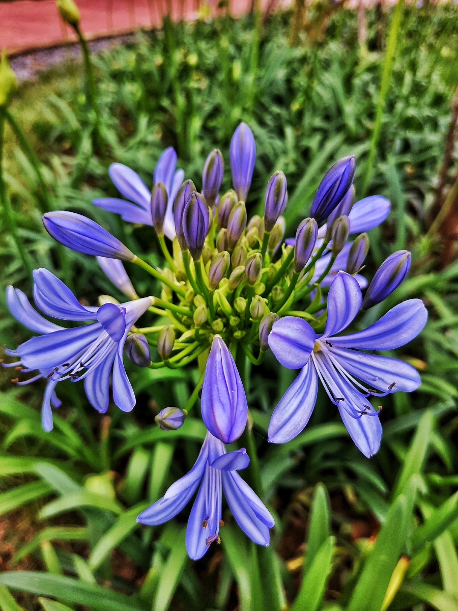 百子莲又叫紫百合紫君子兰名字来自于希腊语爱之花浪漫的爱情爱情降临