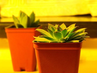 DSCF1224.jpg