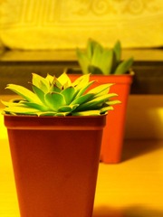 DSCF1228.jpg