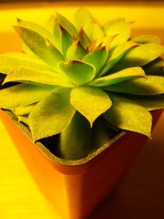 DSCF1233.jpg
