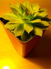 DSCF1234.jpg