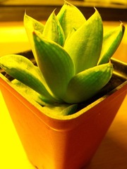 DSCF1235.jpg