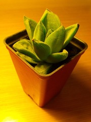 DSCF1236.jpg