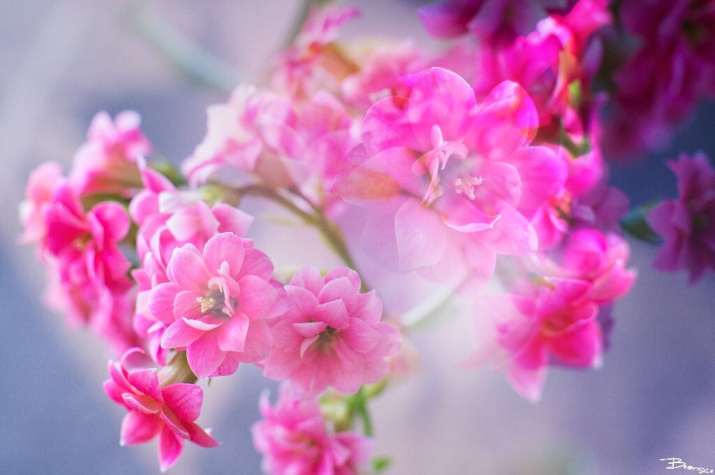 DSC00441_<br />
