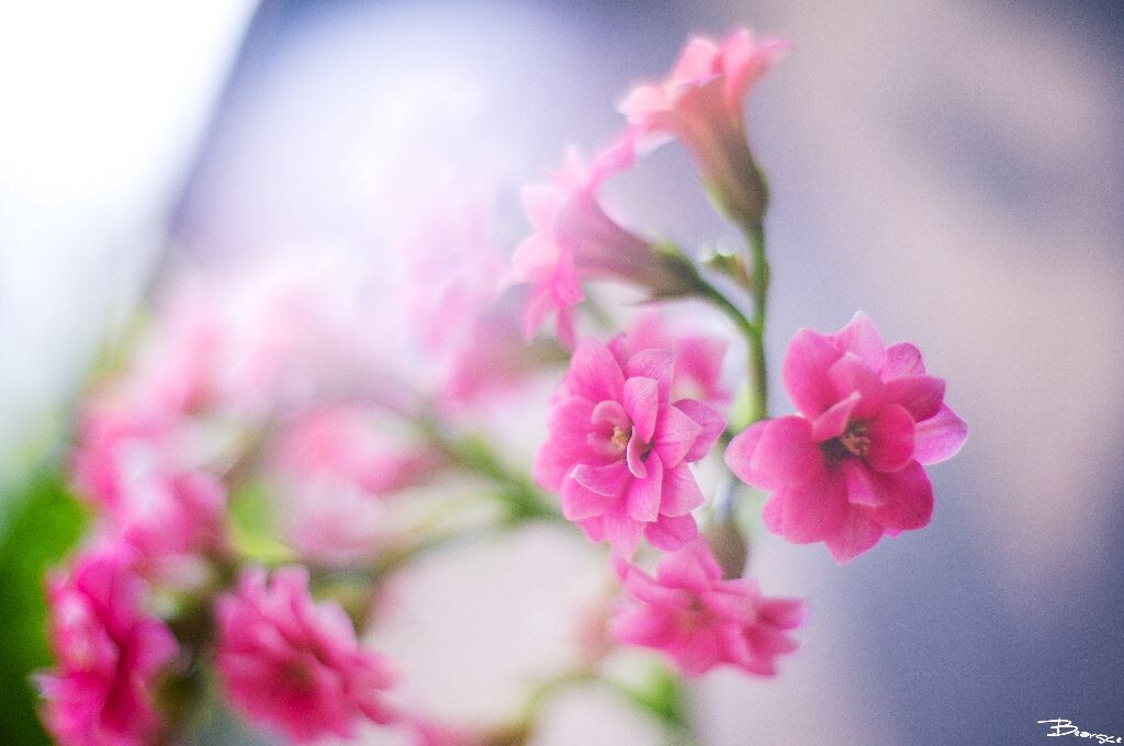 DSC00442_<br />
