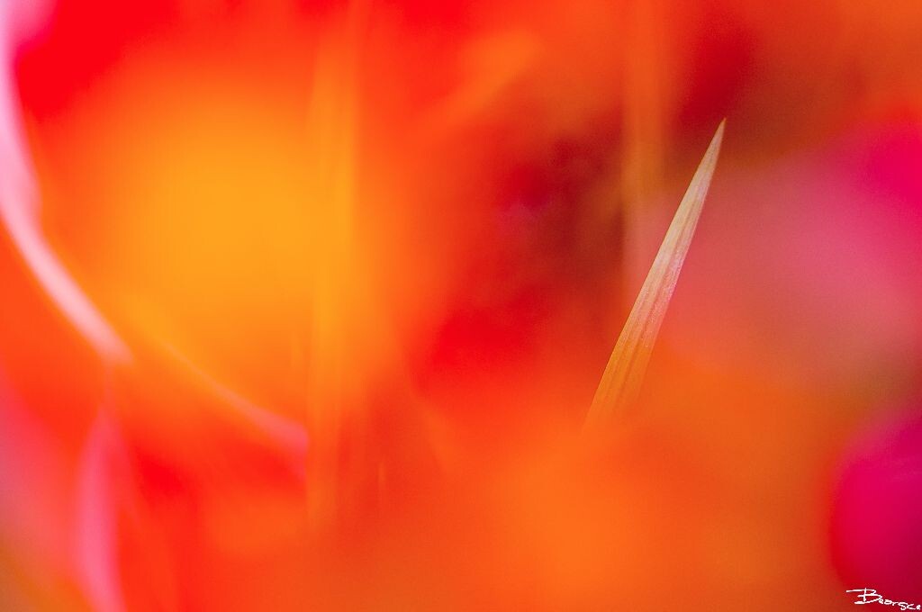 _DSC0001_<br />
