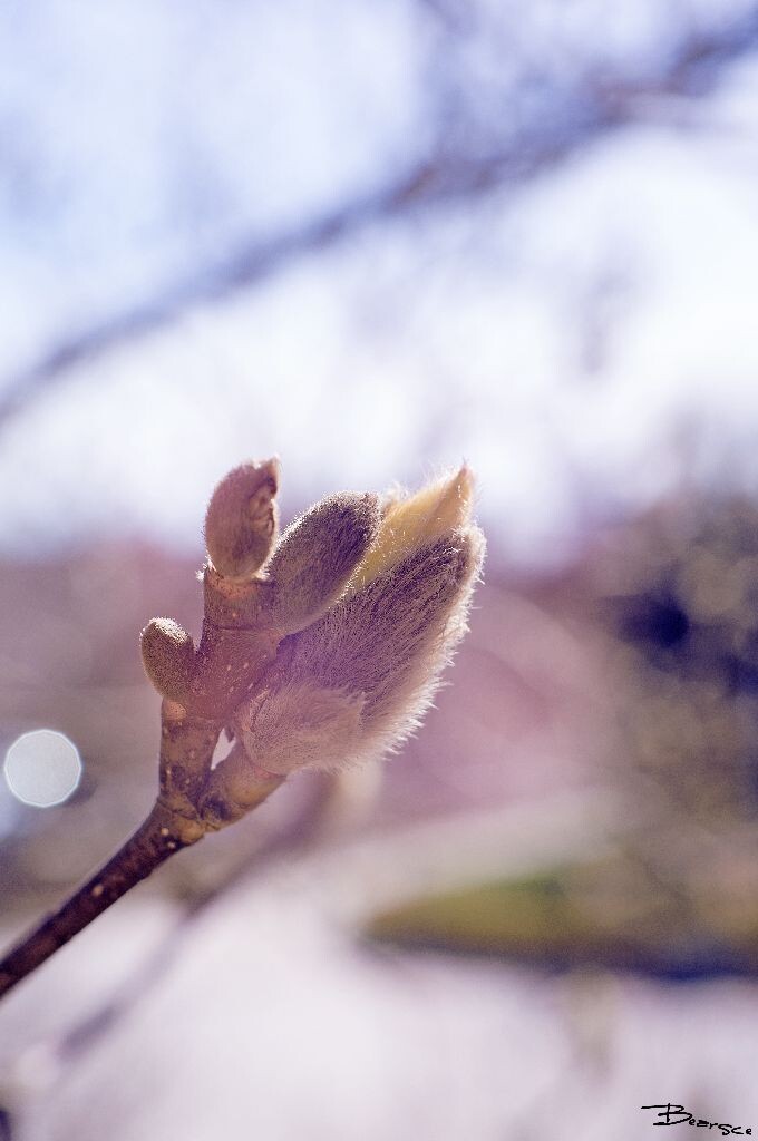 DSC00493_<br />
