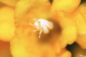 _DSC0009_副本.jpg