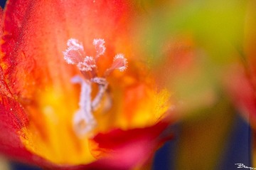_DSC0012_副本.jpg