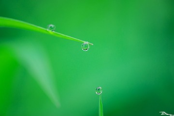 _DSC0515.jpg