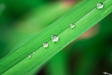 _DSC0524.jpg