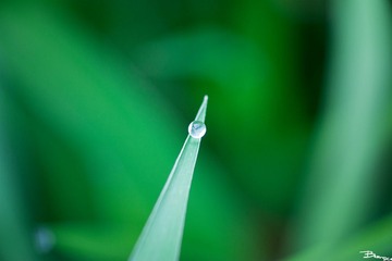 _DSC0542.jpg