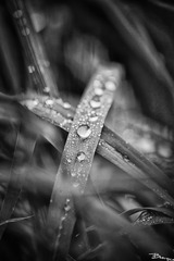 _DSC0511B