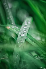 _DSC0511