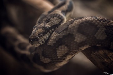 _DSC2340