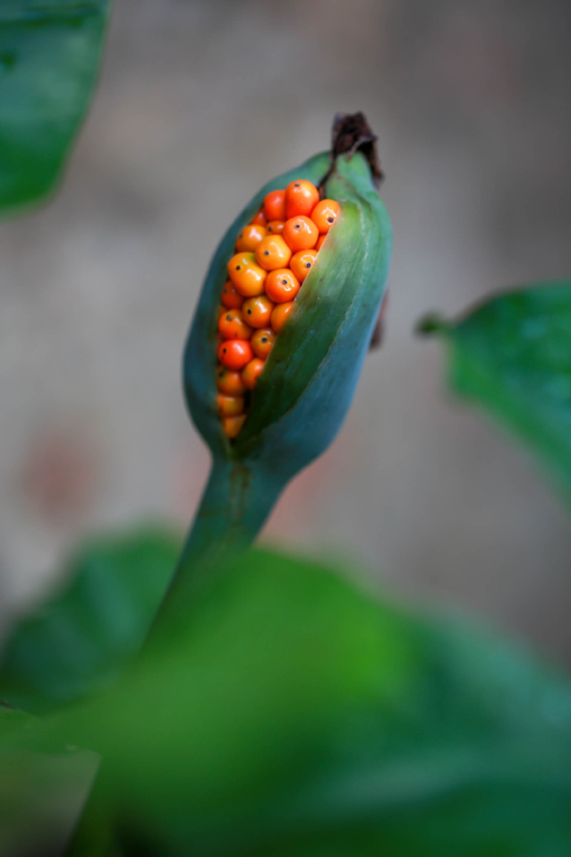 一种芋头.但不可以吃的.