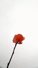 1136688