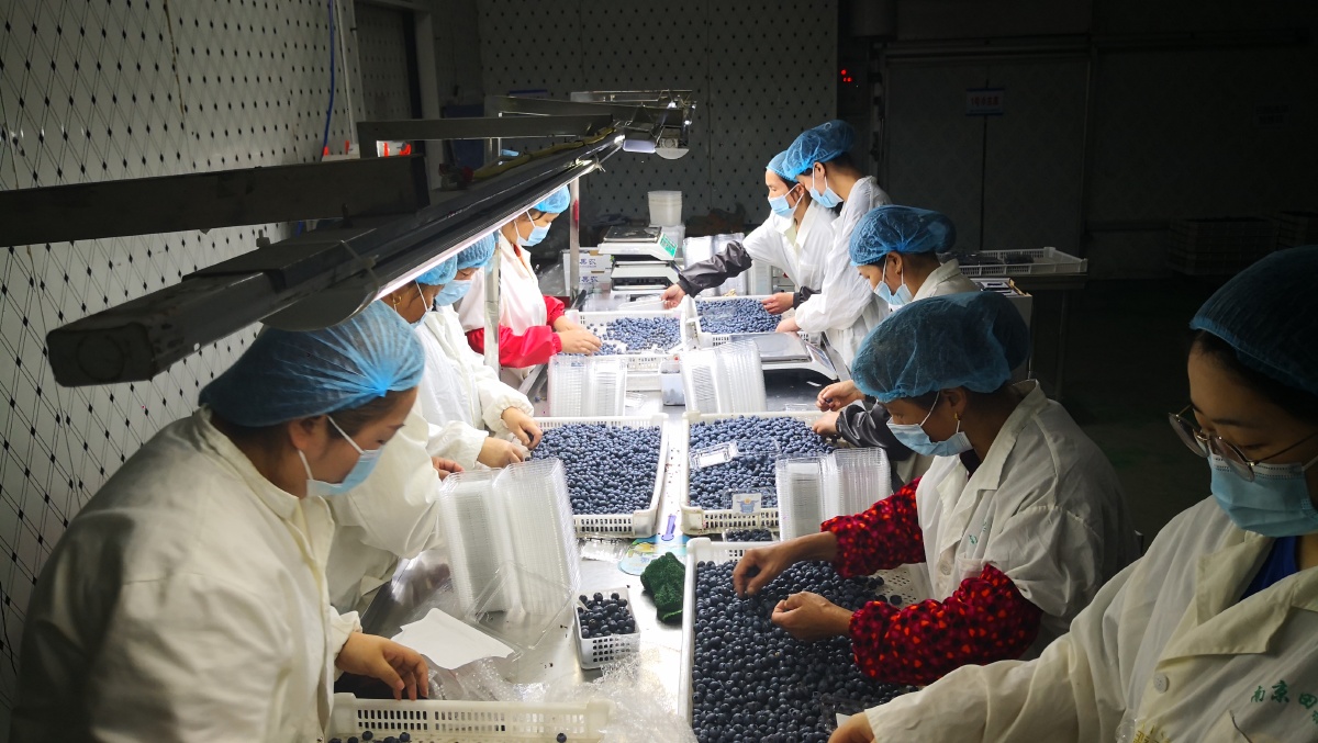 蓝莓加工