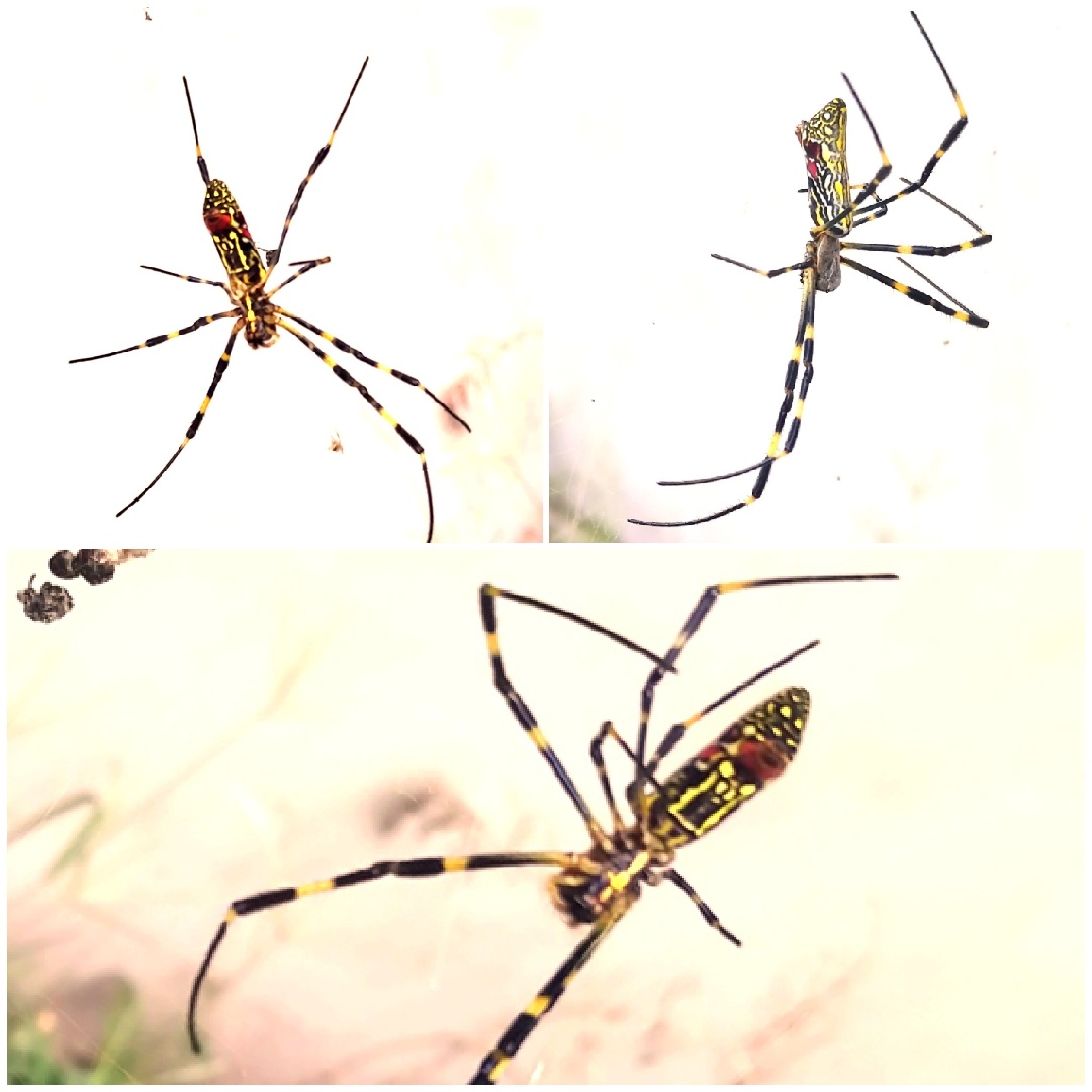 络新妇【女郎蜘蛛】