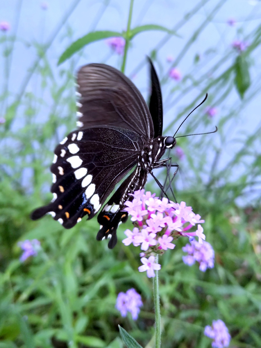 玉带美凤蝶的姿态