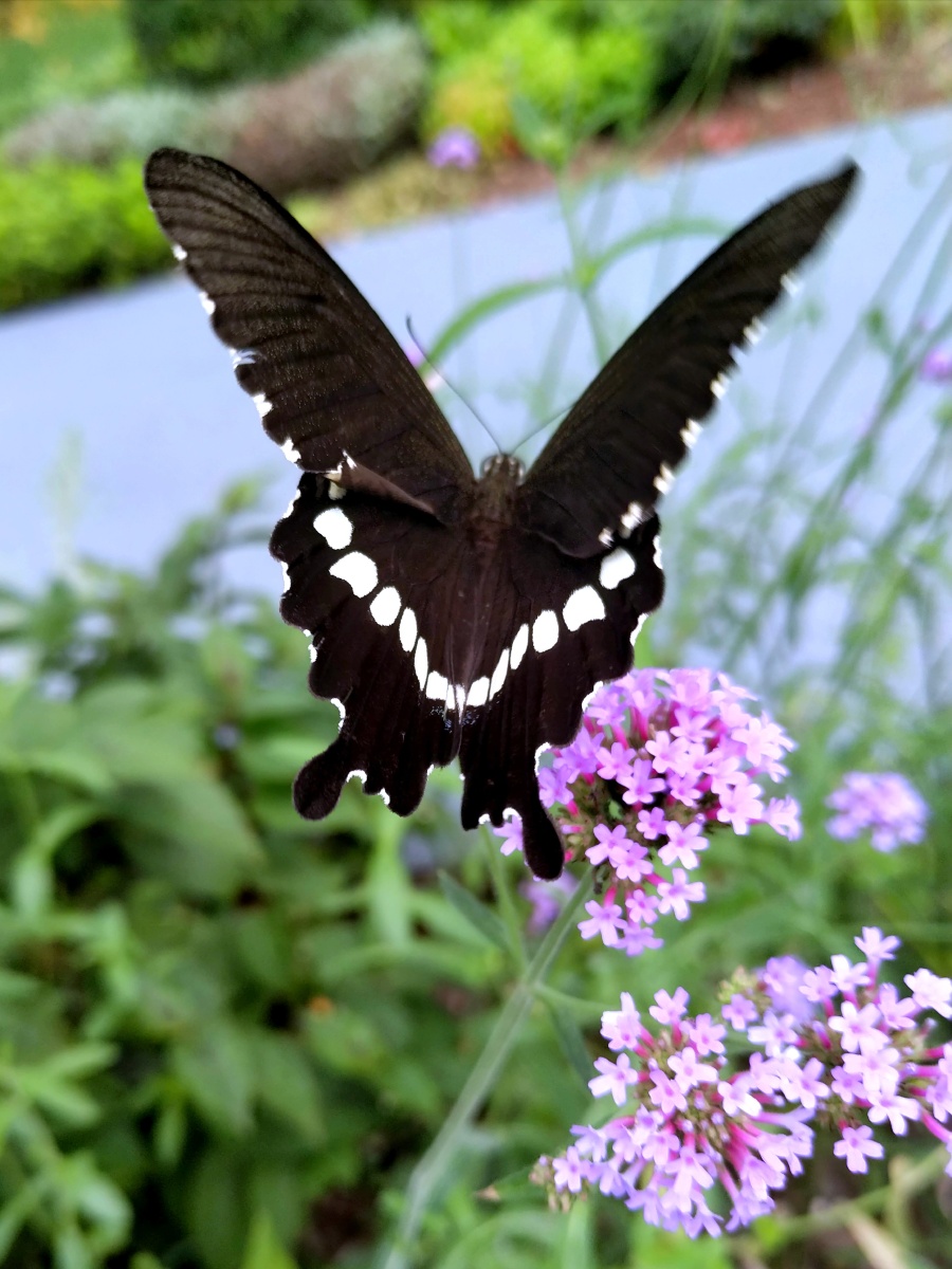 玉带美凤蝶的姿态