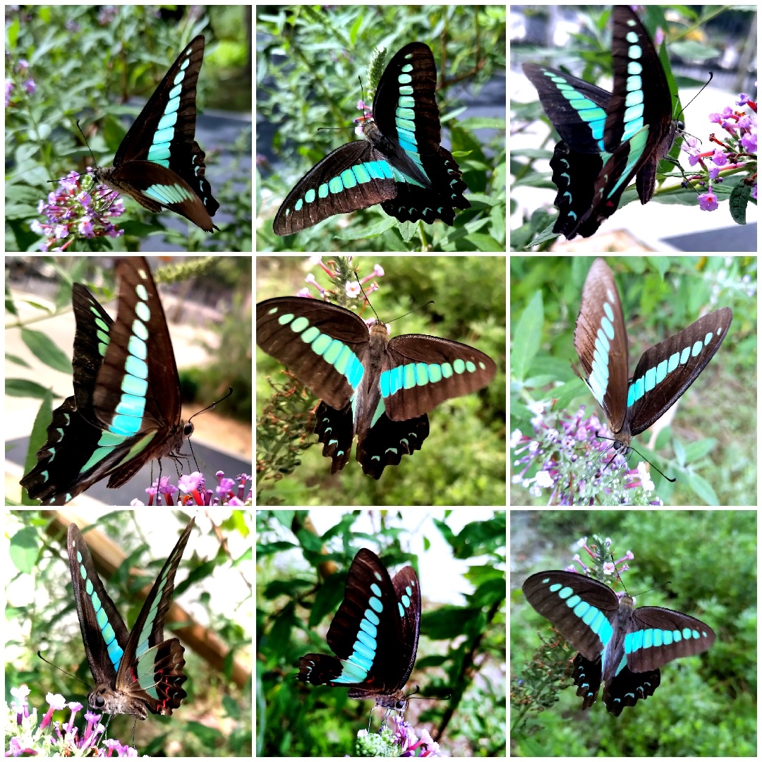 此蝶无法搜到名子我给起个临时名叫蓝带艳凤蝶